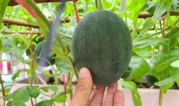 近期吃瓜视频,近期热门视频盘点